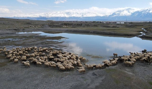 Erzincan'da sürüler meraya indi, üreticiler günlük 5-6 bin lira tasarruf sağlıyor