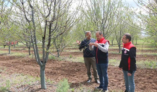 Futboldan tarıma ilham veren hikâye: Erzincan'da vişne bahçesi