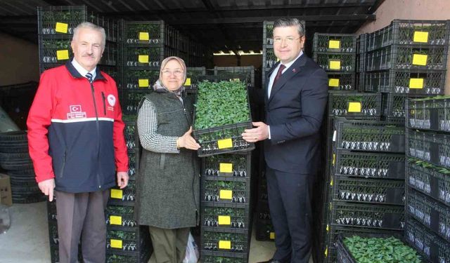 İnebolu'da çiftçilere 124 bin adet sebze fidesi dağıtıldı