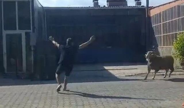 Kaçan kurbanlık koçu esnaf yakaladı