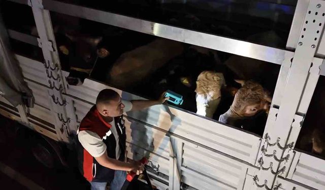 Kurban Bayramı öncesi İstanbul'da sevk noktalarında yoğun mesai