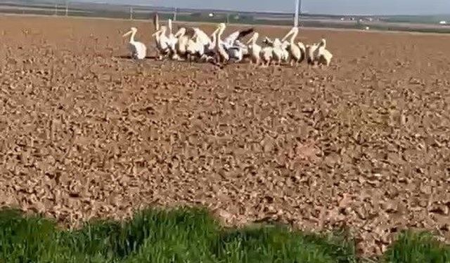 Pelikan sürüsünü tarlada gören çiftçilerin tarifi ilgi çekti