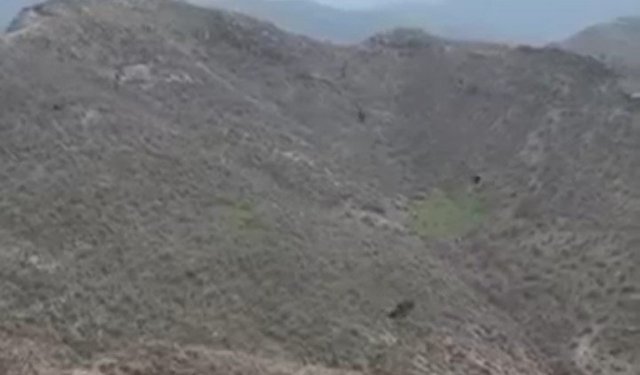 Şırnak'ta kartalın domuz avı kamerada