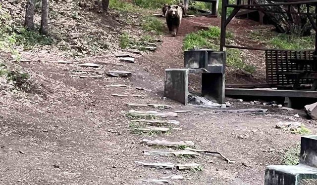 Soğuksu Milli Parkı'nda ayı ailesi görüntülendi