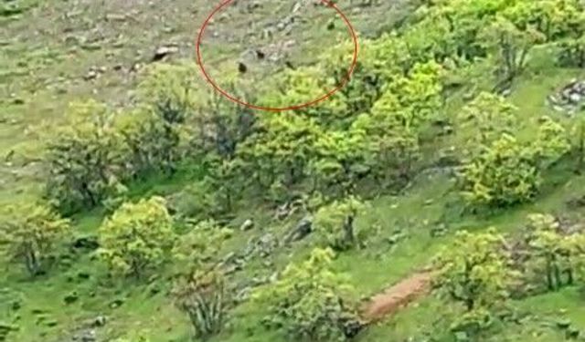 Tunceli'de ayı sürüsü görüntülendi
