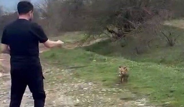 Yanına yaklaşan tilkiyi elleriyle besledi