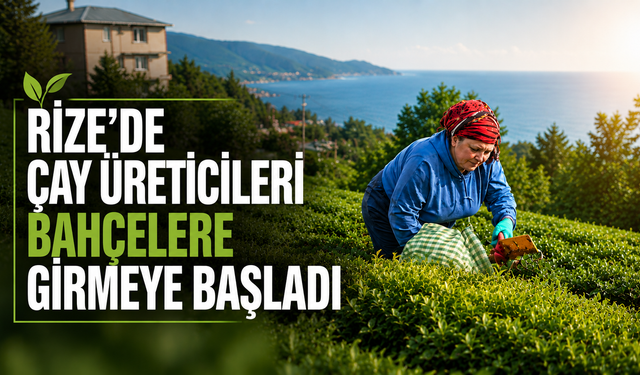 Rize'de çay üreticileri hasat için bahçelere girmeye başladı