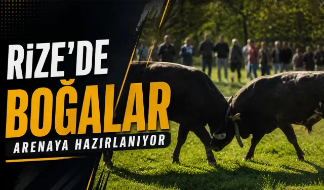 Rize'de boğalar arenaya hazırlanıyor