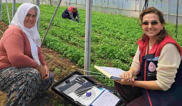 Trabzon'da Hasat Öncesi Pestisit Denetimi