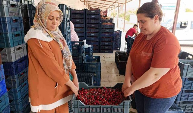 25 yıl önce dikilen kiraz fidanları Selendi'yi Avrupa'ya taşıdı