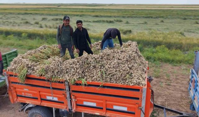 Aksaray'ın ata tohumundan yetiştirilen organik sarımsakların hasadı başladı