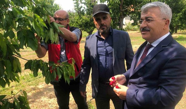 Akşehir Kirazı'nın geleceği sahada değerlendirildi