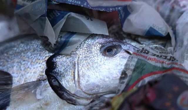 Antalya Otogarı'nda balık operasyonu: 260 kilo ele geçirildi