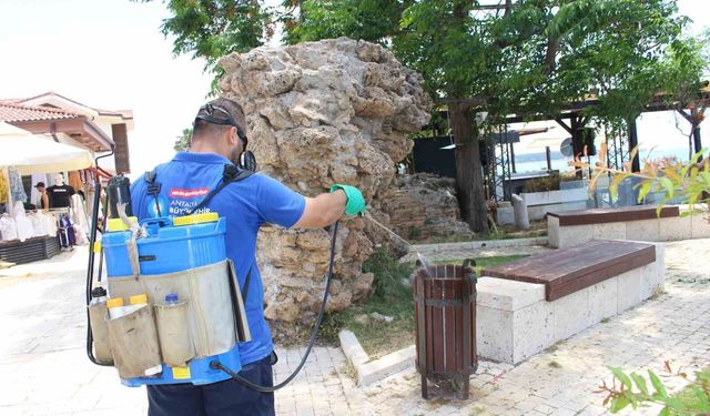 Antalya'da vektörle mücadele 19 ilçede sürdürülüyor