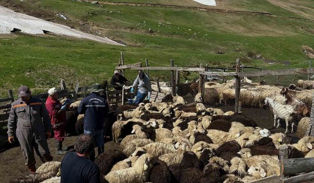 Aydıntepe'de küçükbaş hayvanlarda aşılama ve küpeleme çalışmaları sürüyor