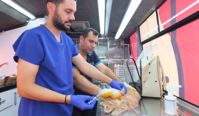 Balıkesir'de Can Dost 18 bin sokak hayvanına sağlık hizmeti verdi