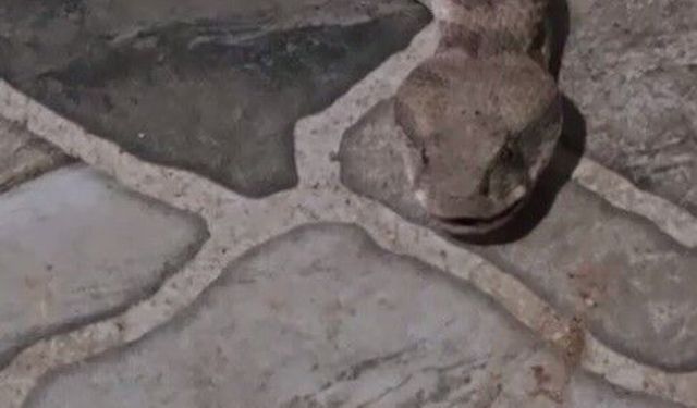 Balkona çay içmeye çıktı, karşısında dev yılanı görünce donakaldı