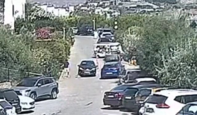 Bodrum'daki köpek davasında sanık beraat etti