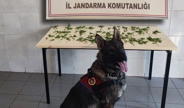 Bolu'da jandarmadan peş peşe uyuşturucu ve kaçakçılık operasyonları: 3 tutuklama