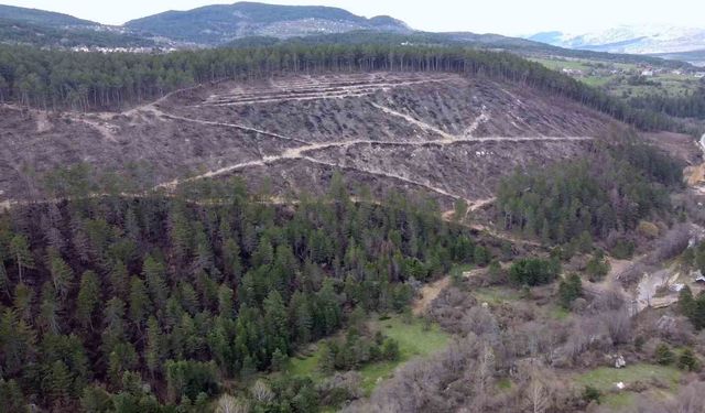 Bolu'da yanan orman yeniden filizleniyor