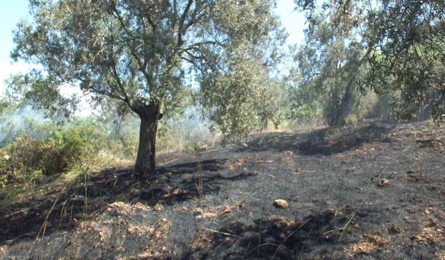 Burhaniye de çıkan arazi yangınında çok sayıda zeytin ağacı zarar gördü