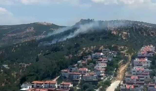 Burhaniye'deki zeytinlik yangını kontrol altına alındı