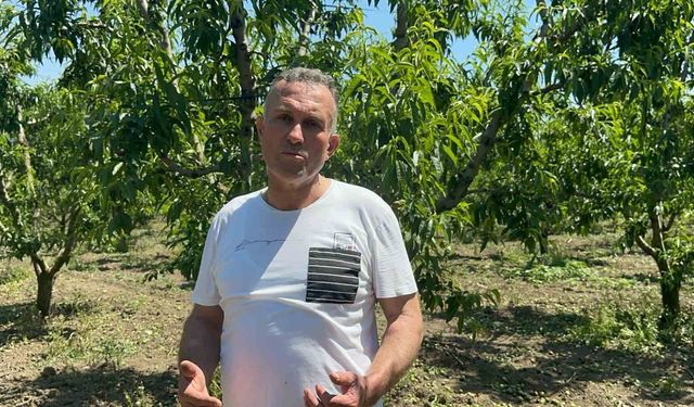 Bursa Ovası'nda dallarda üzüm salkımı gibi nektarin olunca 'tekleme' uzun sürdü