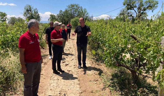 Çal'da dolu yağışı ürünlere zarar verdi