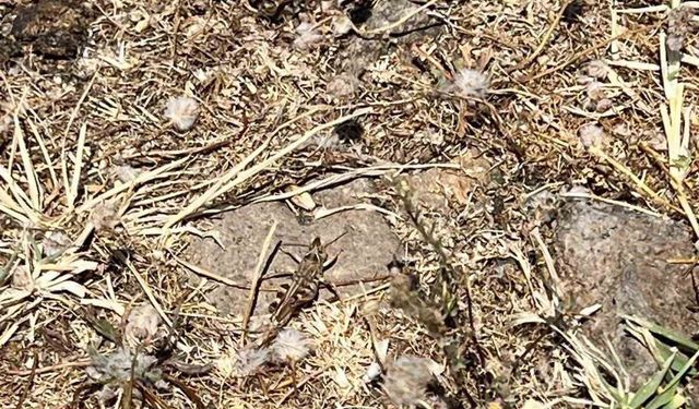 Çanakkale'de çekirge ile mücadele başlatıldı