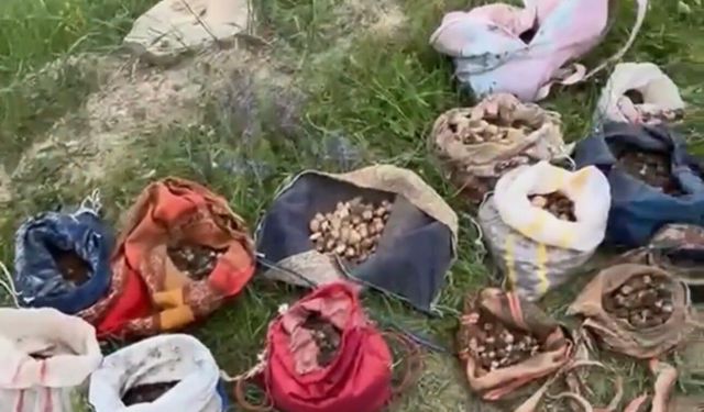 Çankırı'da izinsiz salep toplayan 10 kişiye 6 milyon 992 bin TL ceza