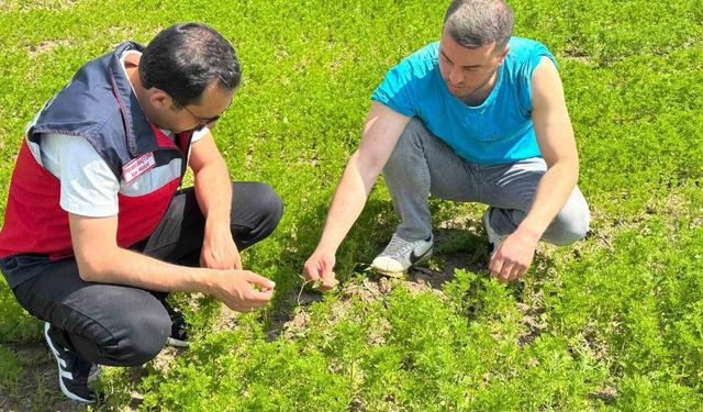 Çavdarhisar'da çörek otu üretim alanlarında kontrol