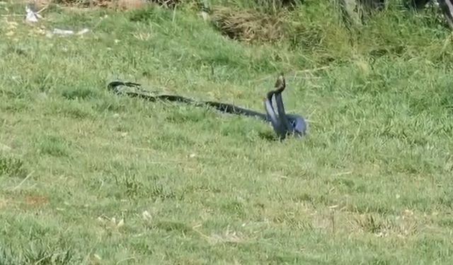 Cizre'de yılanların dansı kameraya yansıdı