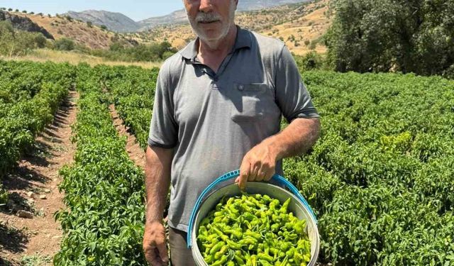 Coğrafi işaretli Çermik biberi tezgahlardaki yerini aldı