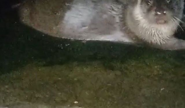 Denizden çıkıp balık yediler, yeniden kayboldular