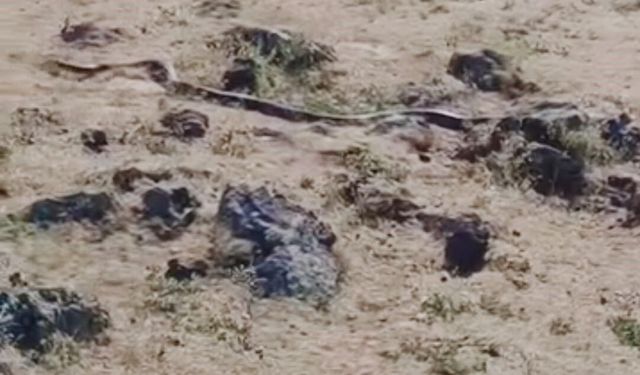 Diyarbakır'da yaklaşık 3 metre uzunluğunda yılan görüntülendi