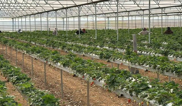 DOĞAKA'nın desteklediği projede çilekler hasat edilmeye başlandı
