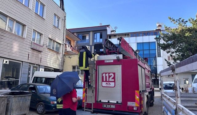 Erzincan'da karga ailesi yavrusu için kedilere ve insanlara meydan okudu