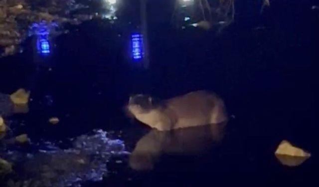 Gece saatlerinde göl kıyısında su samuru görüntülendi