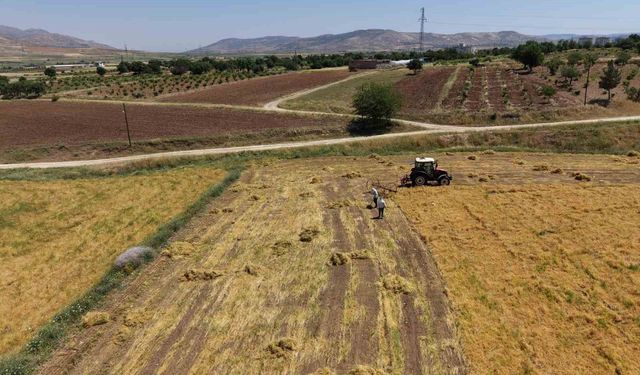 Gercüş'te bereketli hasat: Mercimek rekoltesi çiftçinin yüzünü güldürdü