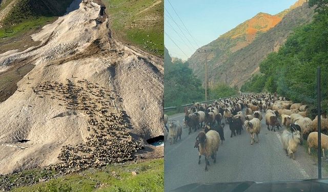 Hakkari'de yayla sezonu gecikmeli başladı