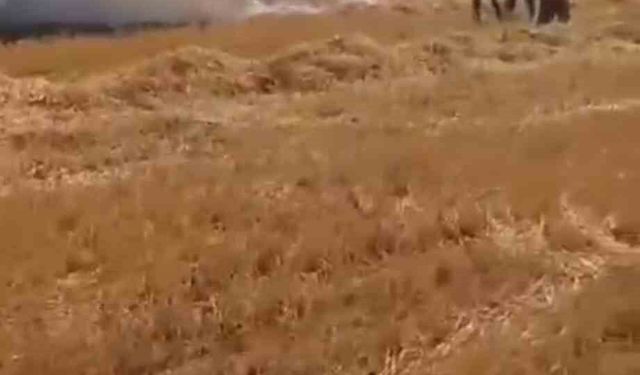 Harran'da yüzlerce dönümlük ekili arazi yandı
