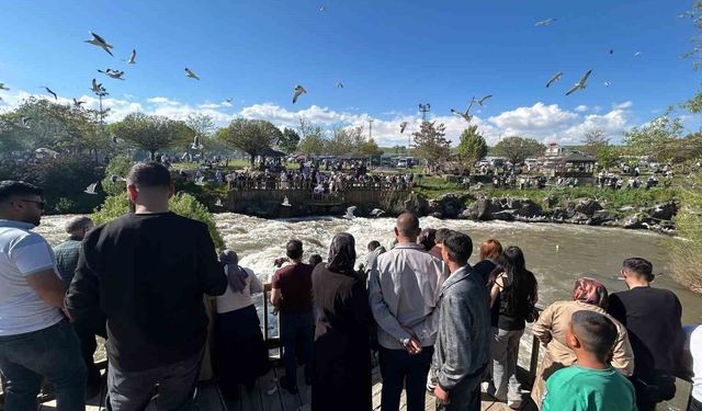 İnci kefalinin zorlu göç yolculuğu ziyaretçileri hayran bırakıyor