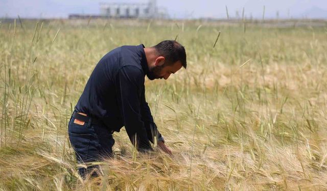 Konya Ovasında buğday rekoltesinde beklenti 2 milyon 200 bin ton
