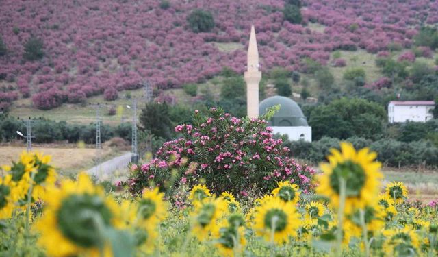 Kozan'da dağlar pembeye, ova günebakanlarla sarıya büründü