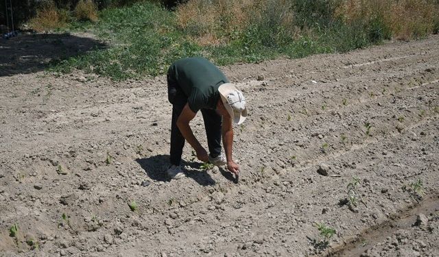 Kuşadası'nda Adabahçe yaz hasadına gün sayıyor