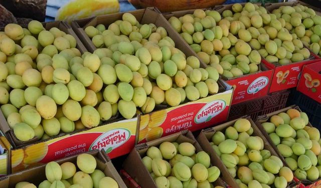 Malatya'da yaş kayısı tezgahlarda yerini aldı