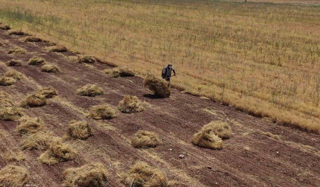 Mardin'de çiftçilerin yoğun mesaisi başladı
