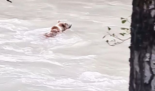 Munzur Nehri'ni geçmeye çalışan ayının mücadelesi kamerada