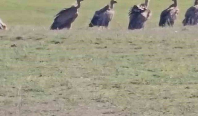 Özalp ilçesinde kızıl akbaba sürüsü görüldü