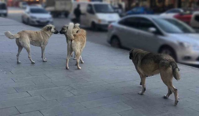 Sahipsiz köpeklerin tamamı yıl sonuna kadar barınaklara alınacak